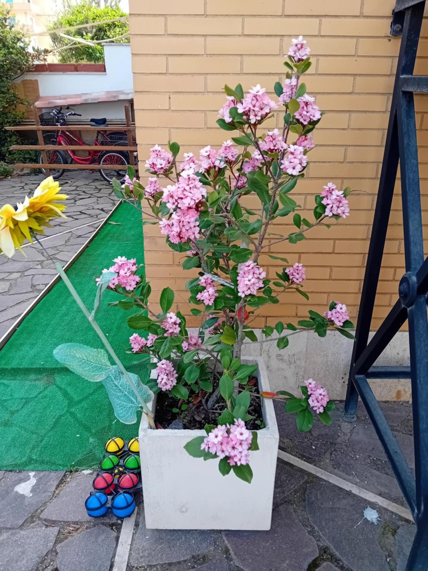 Casa vacanze Mamita